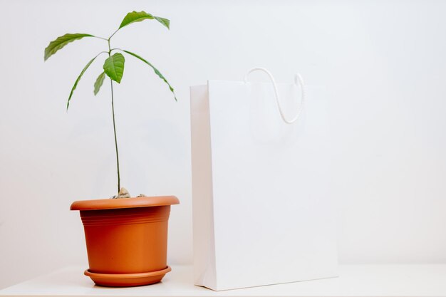 Nahaufnahme einer Topfpflanze auf einem Tisch vor weißem Hintergrund