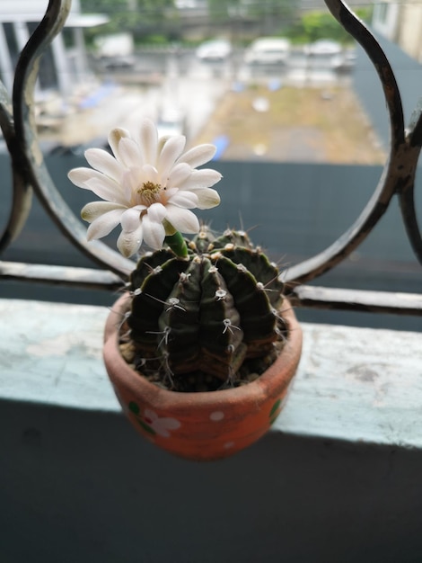 Foto nahaufnahme einer topfpflanze auf einem tischblumen