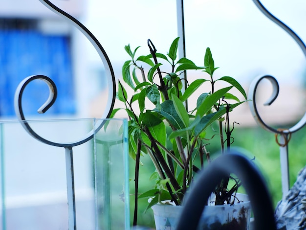 Foto nahaufnahme einer topfpflanze vor dem fenster zu hause