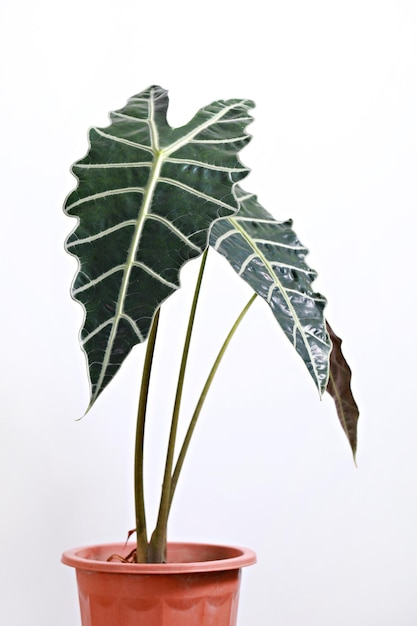 Nahaufnahme einer Topfpflanze vor weißem Hintergrund