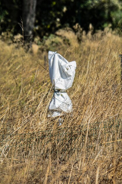 Foto nahaufnahme einer toten pflanze auf dem feld