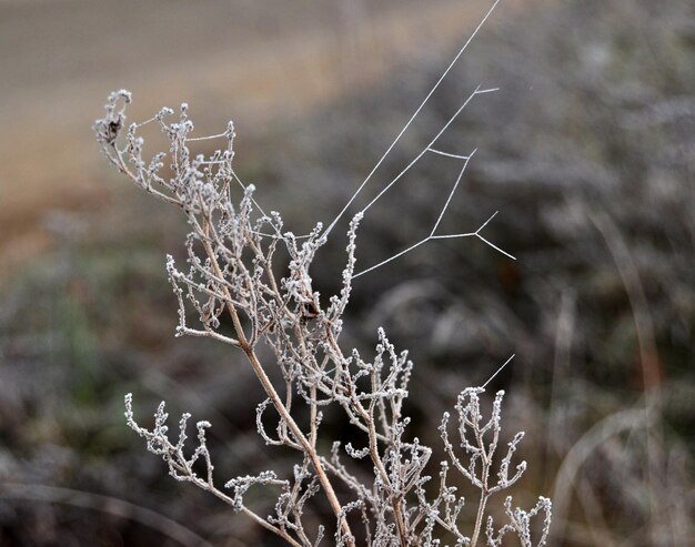 Nahaufnahme einer toten Pflanze im Winter