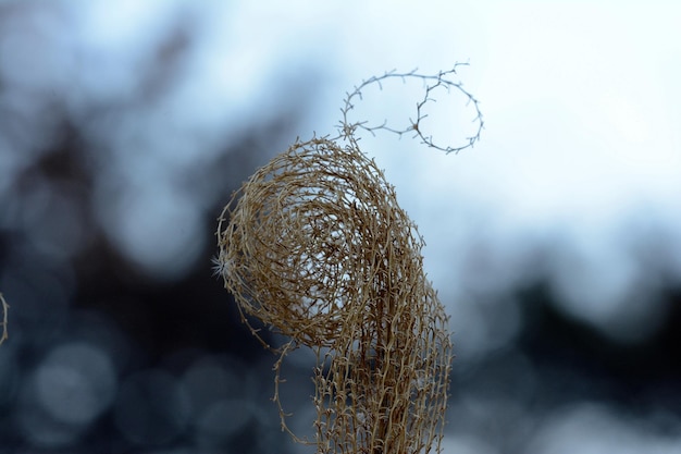 Foto nahaufnahme einer trockenen pflanze gegen den himmel im winter