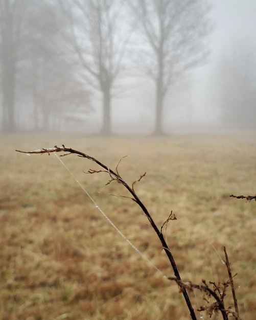 Foto nahaufnahme einer trockenen pflanze mit spinnwebe auf einem nebligen feld