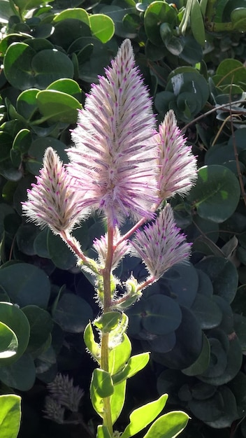 Foto nahaufnahme einer tropischen pflanze mit lila blüten