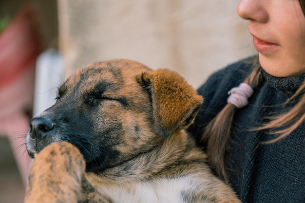 Nahaufnahme einer unerkennbaren jungen Tierärztin, die einen Welpen in den Armen nimmt