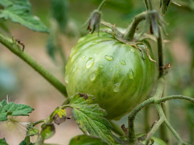 Nahaufnahme einer unreifen grünen Tomate, die an einer Niederlassung hängt. Wassertropfen nach dem Regen. Gartenkonzept