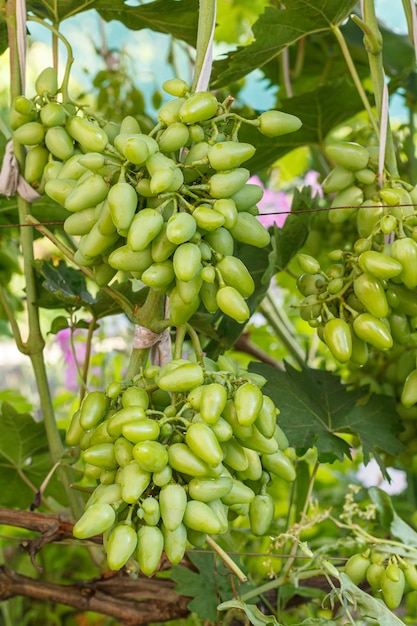 Nahaufnahme einer unreifen grünen Weintraube in einem Sommerweinberg. Geringe Schärfentiefe.