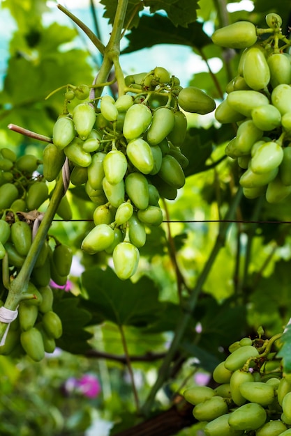 Nahaufnahme einer unreifen grünen Weintraube in einem Sommerweinberg.