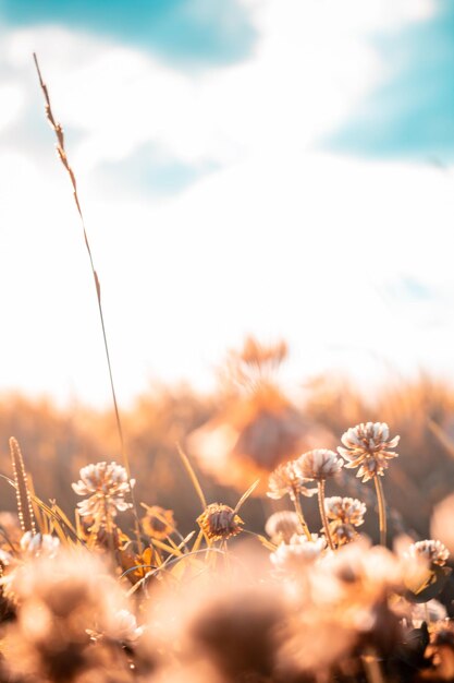 Nahaufnahme einer verwelkten Blume auf dem Feld gegen den Himmel