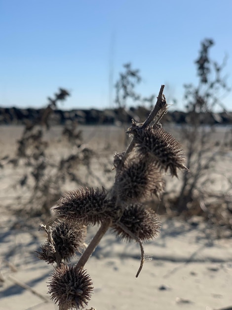 Foto nahaufnahme einer verwelkten blume auf dem feld gegen den himmel