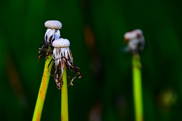 Foto nahaufnahme einer verwelkten blume