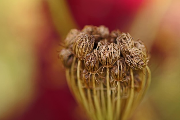 Nahaufnahme einer verwelkten Blume