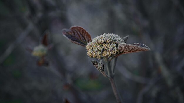 Foto nahaufnahme einer verwelkten blume