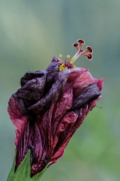 Foto nahaufnahme einer verwelkten blume