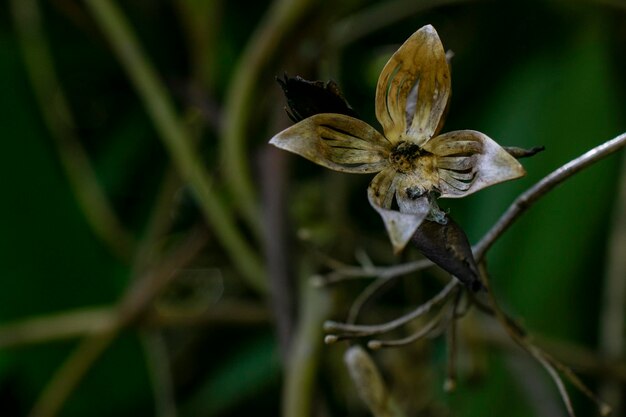 Nahaufnahme einer verwelkten Blume