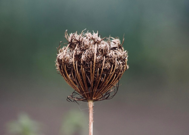 Foto nahaufnahme einer verwelkten distel gegen den himmel