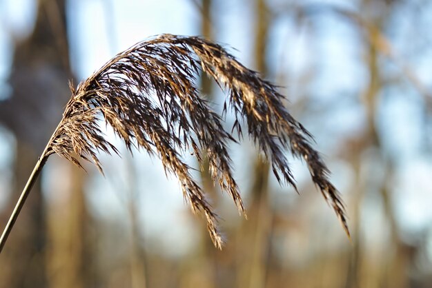 Foto nahaufnahme einer verwelkten pflanze auf dem feld