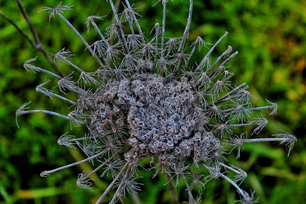 Foto nahaufnahme einer verwelkten pflanze auf dem feld