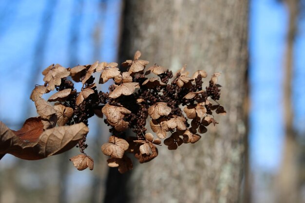 Foto nahaufnahme einer verwelkten pflanze nach baum