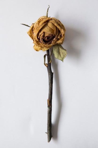Foto nahaufnahme einer verwelkten rose