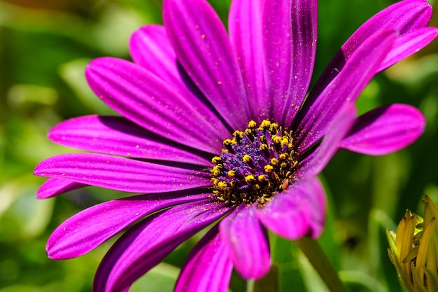 Foto nahaufnahme einer violetten blüte mit magentafarbenen blütenblättern und einem gelben mittelpunkt