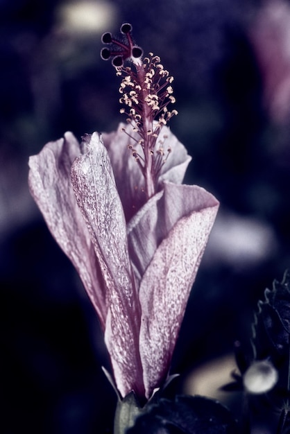 Foto nahaufnahme einer violetten blume, die im freien blüht