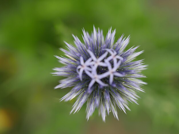 Foto nahaufnahme einer violetten blume, die im freien blüht