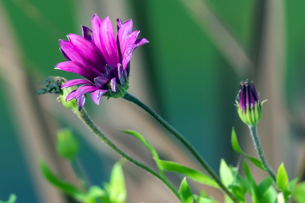 Nahaufnahme einer violetten Blume, die im Freien blüht