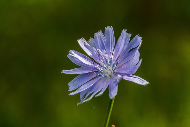 Nahaufnahme einer violetten Blume, die im Freien blüht