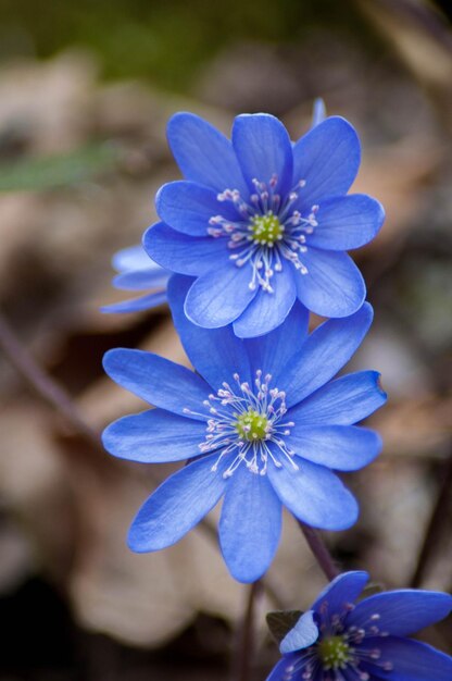 Foto nahaufnahme einer violetten blume, die im freien blüht