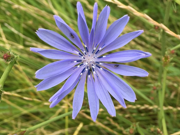 Foto nahaufnahme einer violetten blume, die im freien blüht