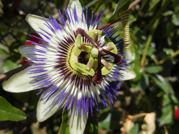 Foto nahaufnahme einer violetten blume, die im freien blüht