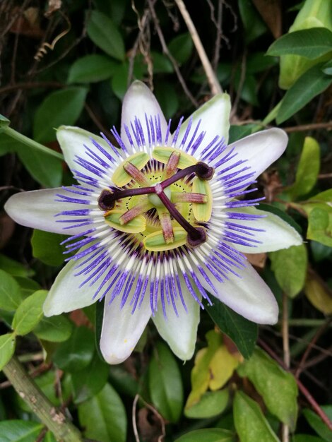 Nahaufnahme einer violetten Blume, die im Freien blüht