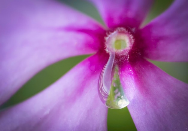 Foto nahaufnahme einer violetten blume, die im freien blüht