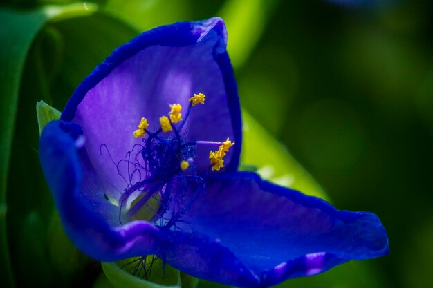 Nahaufnahme einer violetten Blume, die im Freien blüht