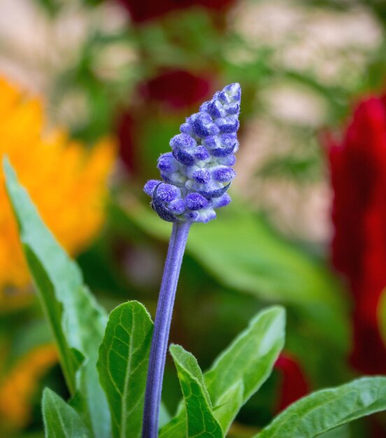 Nahaufnahme einer violetten Blume, die im Freien blüht