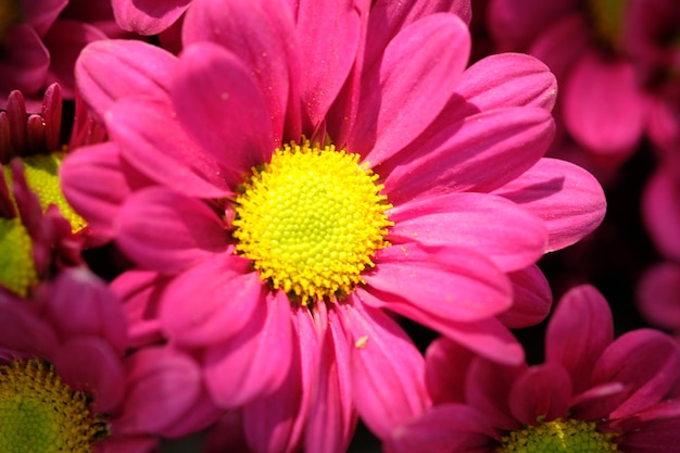 Nahaufnahme einer violetten Chrysanthemenblume, die manchmal Mamas oder Chrysanths Asteraceae-Familie genannt wird