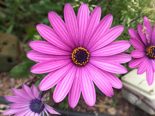 Nahaufnahme einer violetten Kegelblume, die im Freien blüht