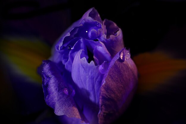 Nahaufnahme einer violetten Rose, die im Freien blüht