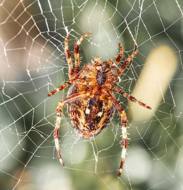 Nahaufnahme einer Walnut Orb Weaver Spider auf einem Netz an einem Sommertag Exemplar der Art Nuctenea umbratica im Freien vor einem verschwommenen grünen Hintergrund Ein achtbeiniges Spinnentier, das ein Spinnennetz in der Natur macht