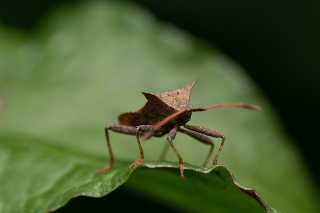 Nahaufnahme einer Wanze auf einem grünen Blatt