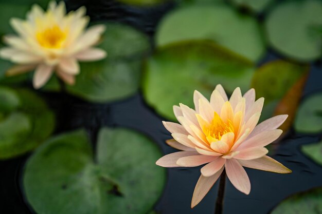 Foto nahaufnahme einer wasserlilie im teich