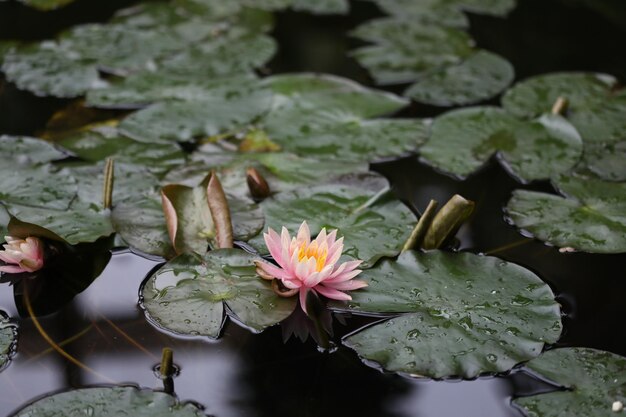 Nahaufnahme einer Wasserlilie