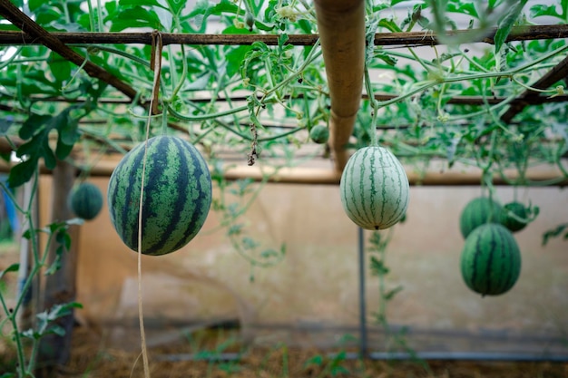 Foto nahaufnahme einer wassermelonenpflanze