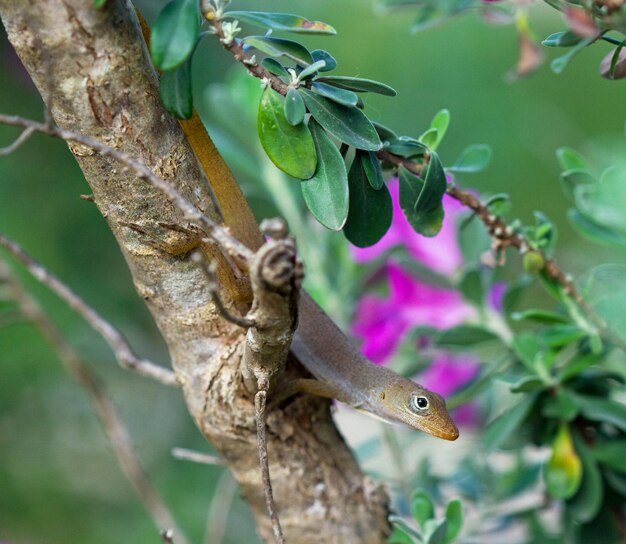 Nahaufnahme einer Watts-Anole-Eidechse auf einem Baum