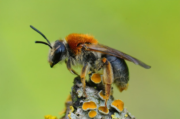 Nahaufnahme einer weiblichen rotschwänzigen Bergbaubiene (Andrena haemorrhoa) auf einem mit Flechten bedeckten Zweig