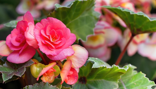 Nahaufnahme einer weißen Begonienblume, die im Garten blüht