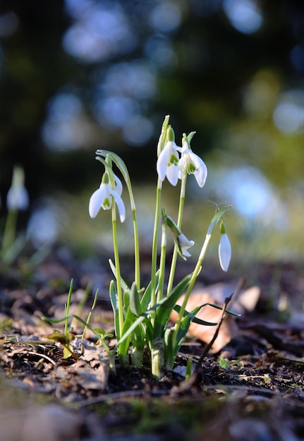 Foto nahaufnahme einer weißen blütenpflanze auf dem feld