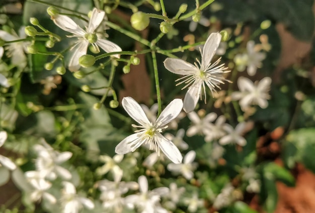 Foto nahaufnahme einer weißen blütenpflanze